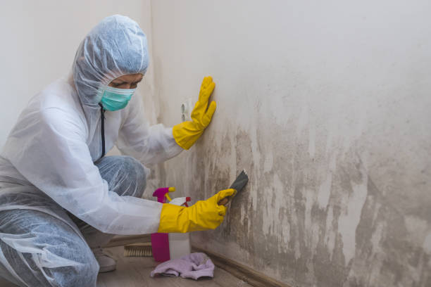Best Post-Construction Mold Inspection  in Hardwick, GA