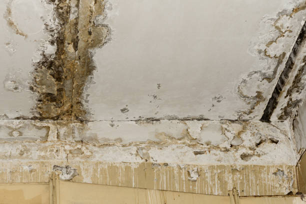 Dehumidification Services in Hardwick, GA