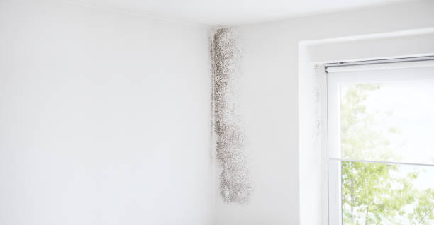 Professional Mold Removal in Hardwick, GA